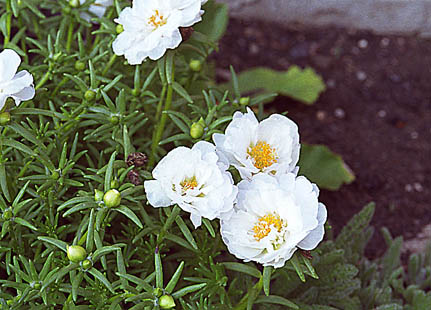 Portulaca Grandiflora